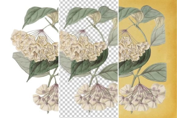 Download Vintage Flower Wall Art Printable - Premium Bundle