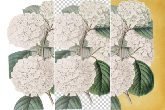 Download Vintage Flower Wall Art Printable - Premium Resources