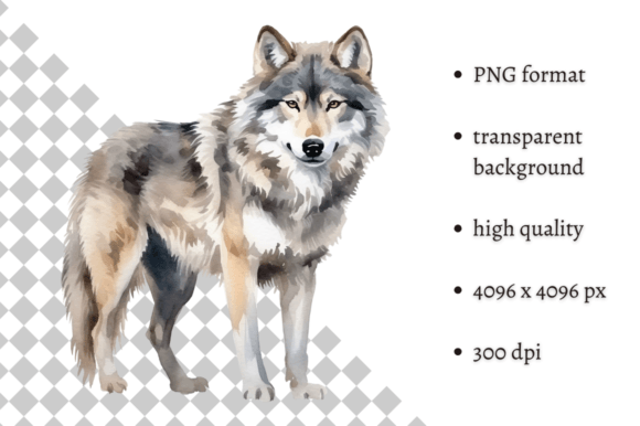 Download Watercolor Wolf Illustration - Wolf Collection