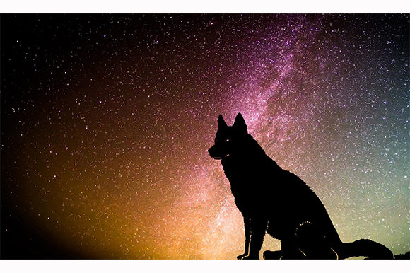 Download Dog Wolf Pet Sitting Dark Night Galaxy - Wolf Collection