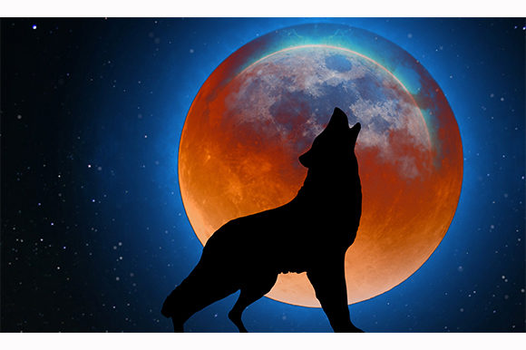 Download Wolf German Shepherd Dog Pet Night Moon - Wolf Collection